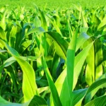 Sipcam Agro Usa Atrazine 4L Flowable Herbicide - 2.5 gal (054L0SP-225)