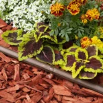 Rain Bird XFCV Polyethylene Dripline Tubing 500' 0.6 gph 12" Space Brown In-Line Emitter (X47002)