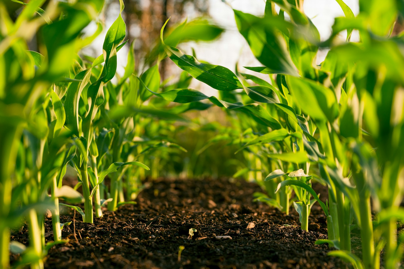 Rachio Cellular Connect smart irrigation for remote properties without Wi-Fi