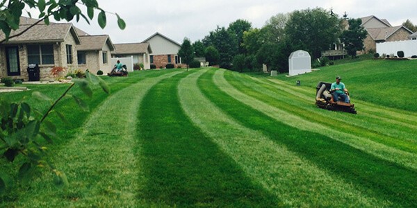 Striped lawn maintained with Clarus organic-base turf fertilizer