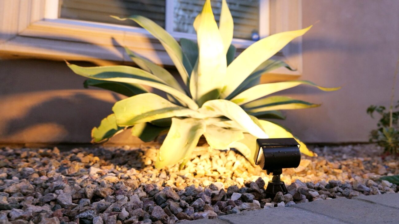 Alliance Outdoor Lighting — FL50 flood — agave uplight